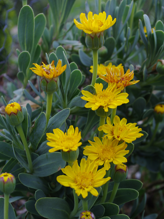Hertia cheirifolia