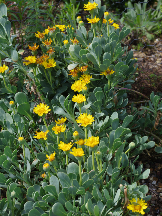 Hertia cheirifolia