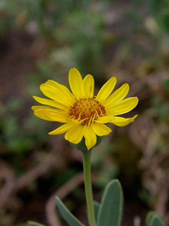 Hertia cheirifolia