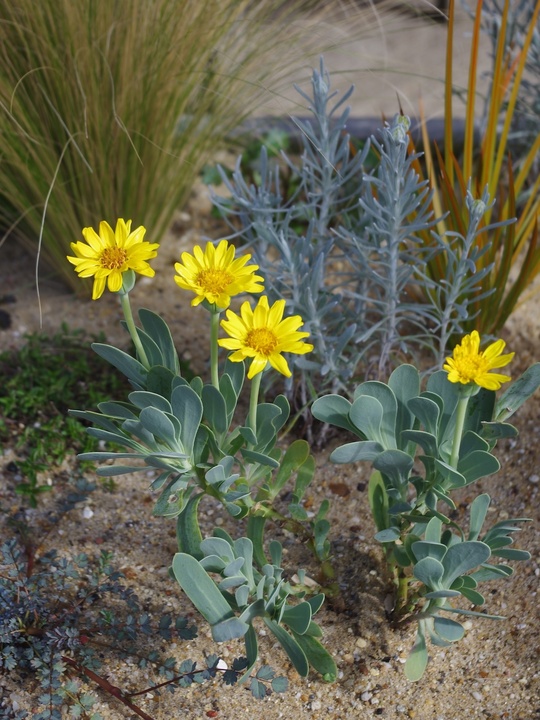 Hertia cheirifolia