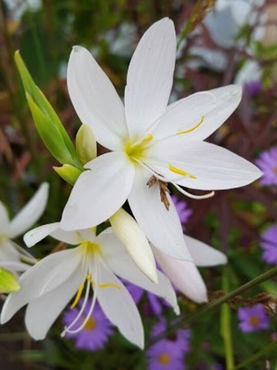 Hesperantha coccinea good white form