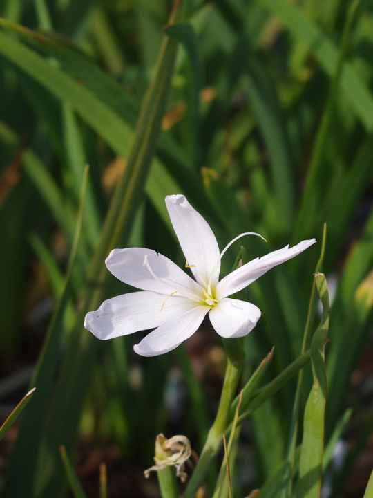 Hesperantha coccinea pale pink form
