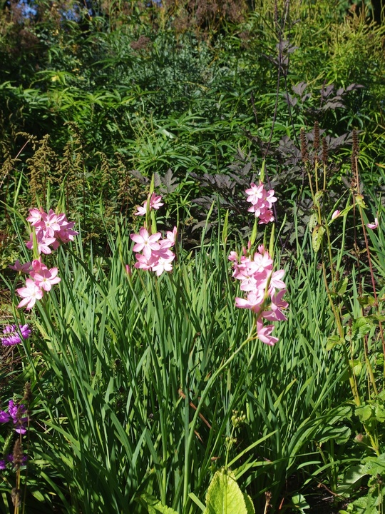 Hesperantha coccinea 'Sunrise'