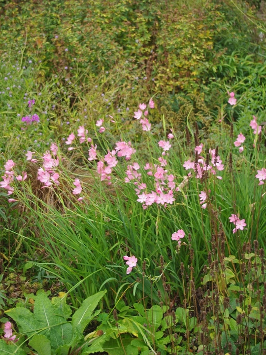 Hesperantha coccinea 'Sunrise'