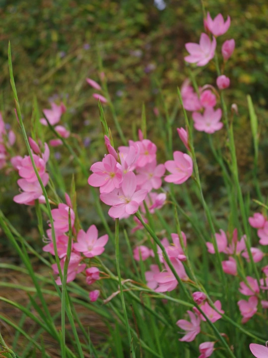 Hesperantha coccinea 'Sunrise'