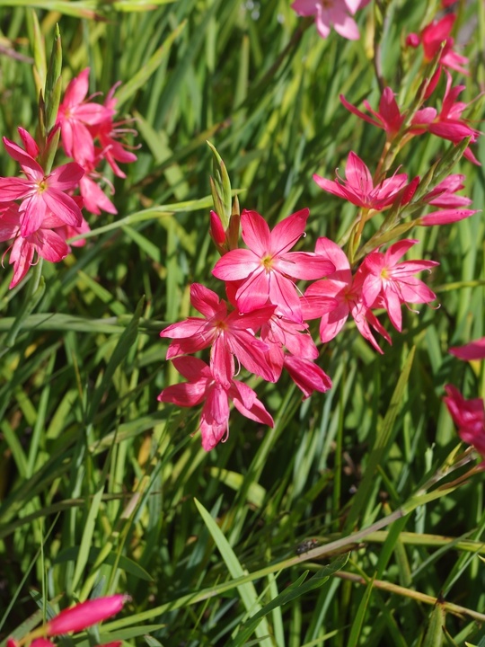 Hesperantha coccinea 'Zeal Salmon'