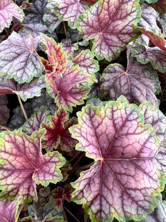 Heuchera 'Green Spice' - Beth Chatto's Plants & Gardens