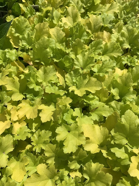 Heuchera Lime Marmalade Companion Plants At Christina Button Blog