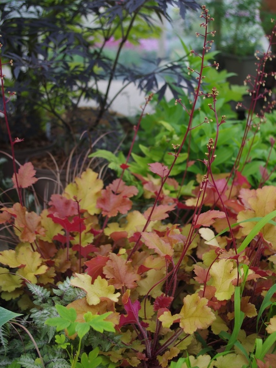 Heuchera 'Marmalade'