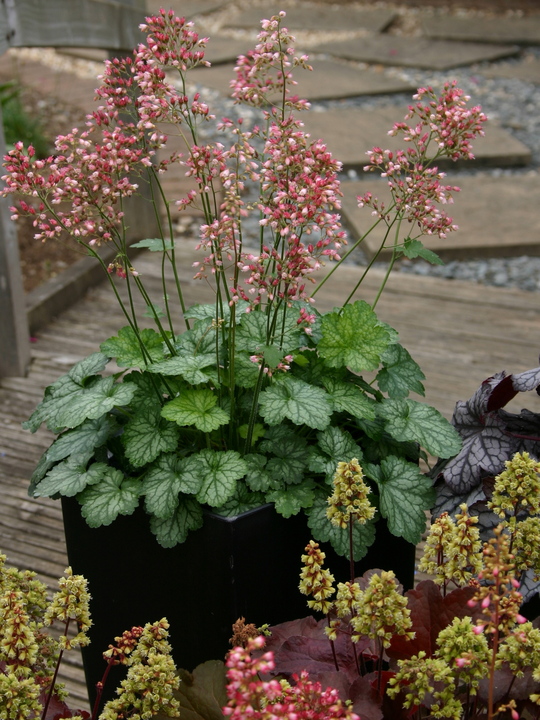 Heuchera 'Peppermint' (Little Cutie Series)