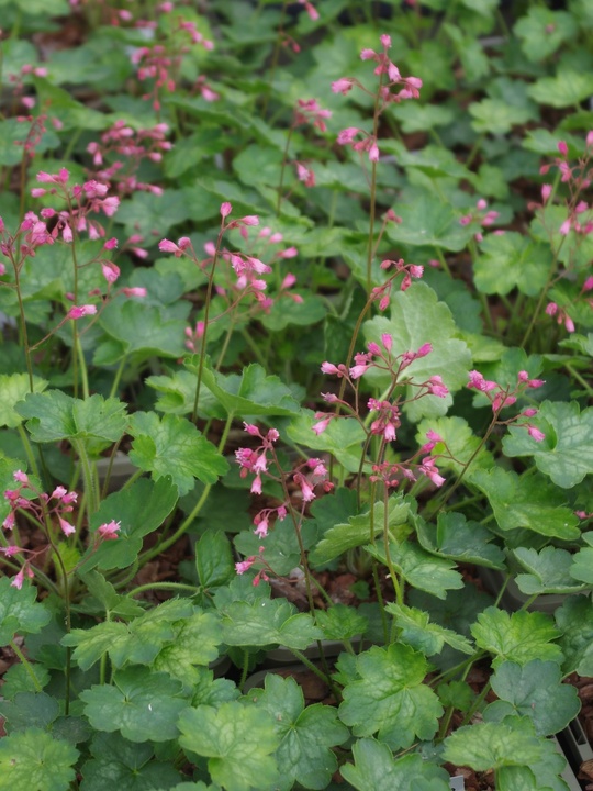 Heuchera 'Peppermint' (Little Cutie Series)