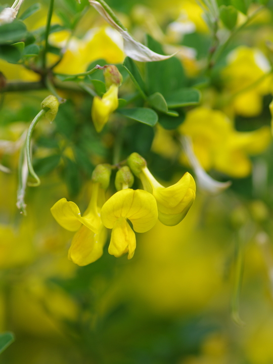 Hippocrepis emerus