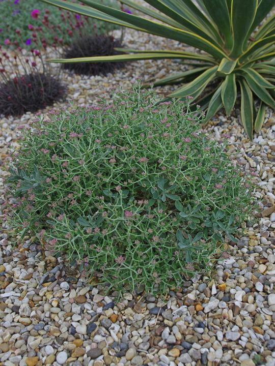 Hormathophylla spinosa 'Roseum'