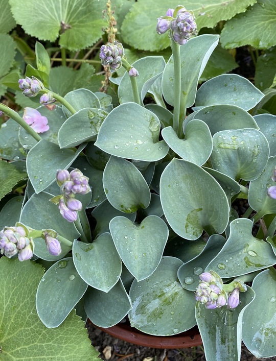 Хоста blue mouse ears фото