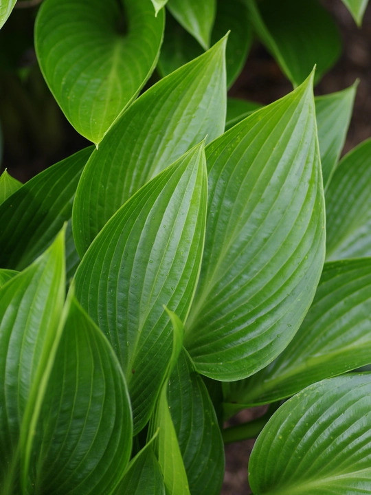 Pots and Planters Collection - Shade 