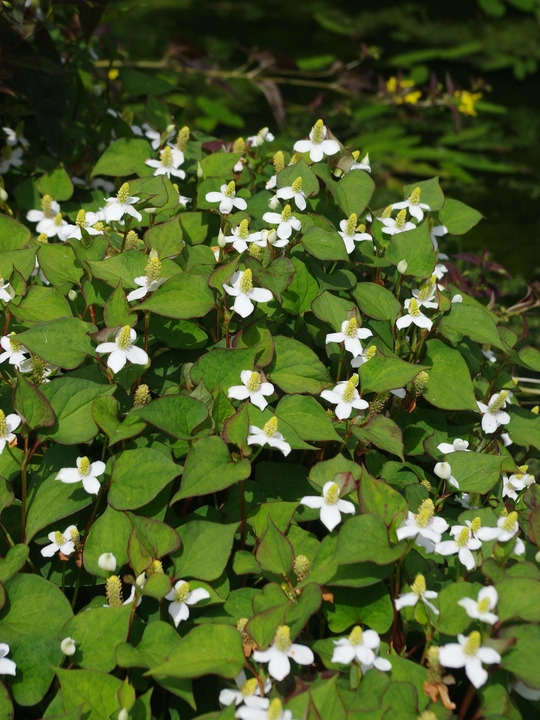 Houttuynia cordata