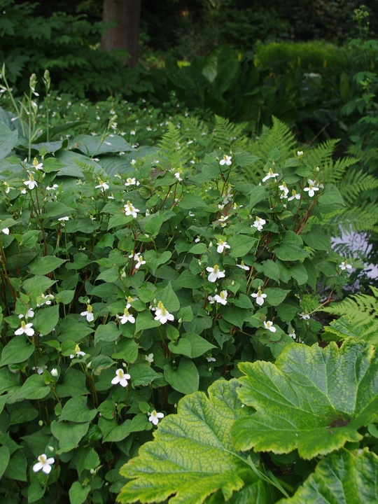 Houttuynia cordata