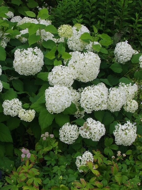 Hydrangea arborescens 'Annabelle'