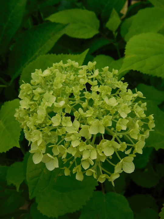 Hydrangea arborescens 'Annabelle'