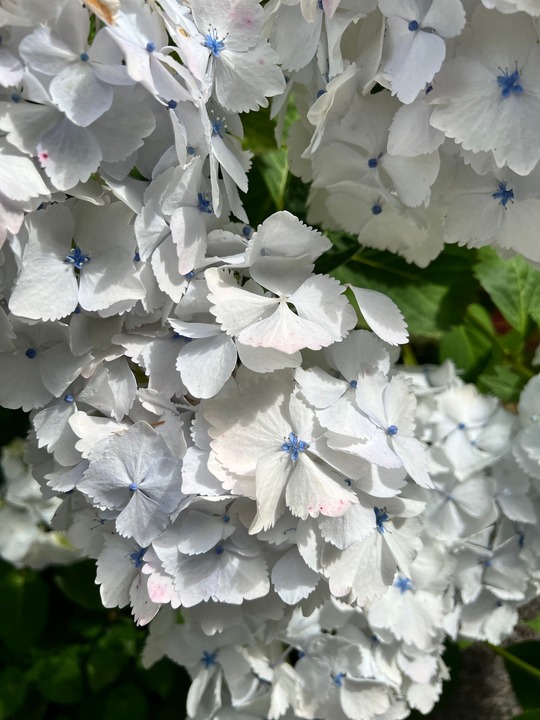 Hydrangea macrophylla 'Madame Emile Mouillere'