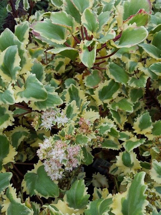 Hylotelephium populifolium 'Em's Variegated'