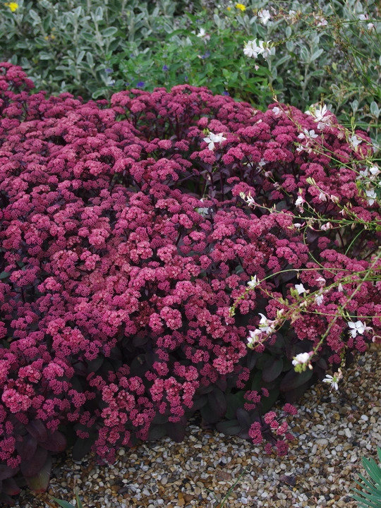 Hylotelephium telephium (Atropurpureum Group) 'Karfunkelstein'
