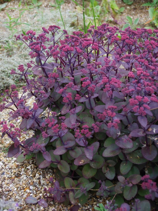 Hylotelephium telephium (Atropurpureum Group) 'Karfunkelstein'