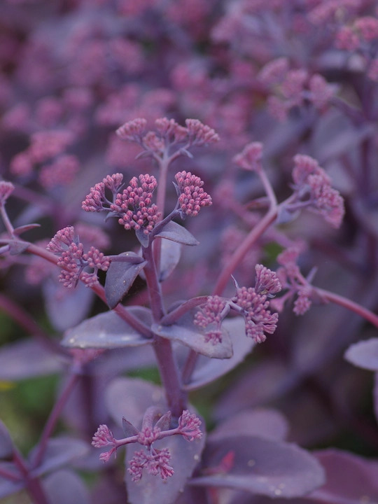 Hylotelephium telephium (Atropurpureum Group) 'Karfunkelstein'