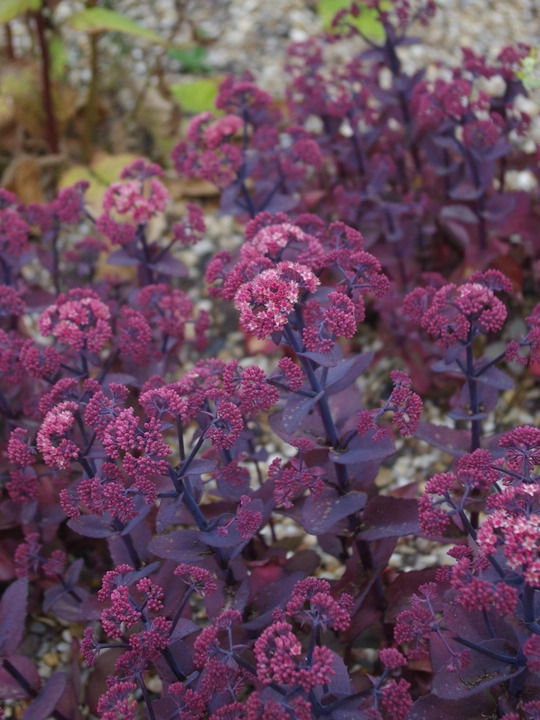Hylotelephium telephium (Atropurpureum Group) 'Karfunkelstein'