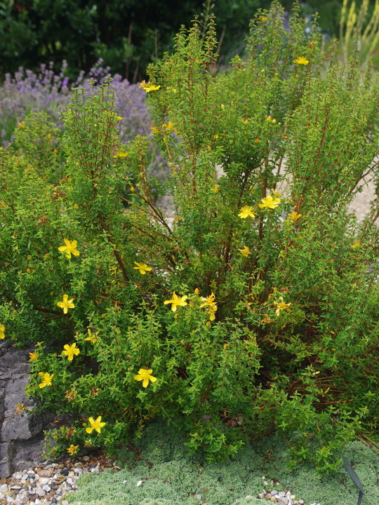 Hypericum balearicum