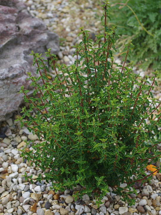 Hypericum balearicum