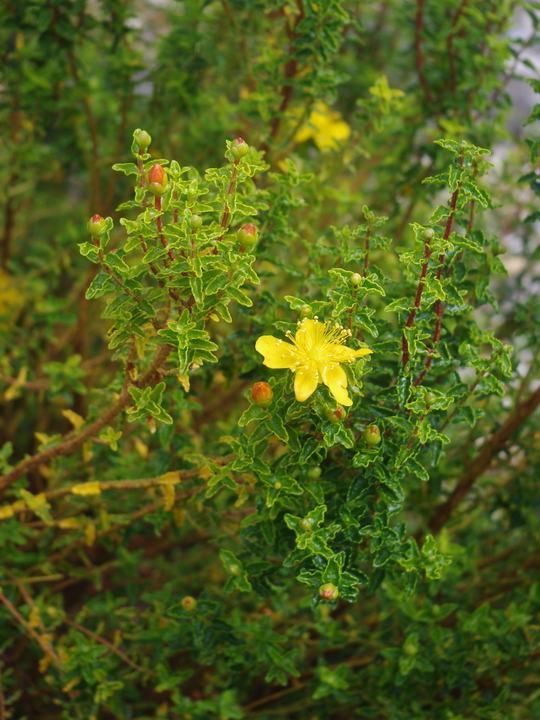 Hypericum balearicum