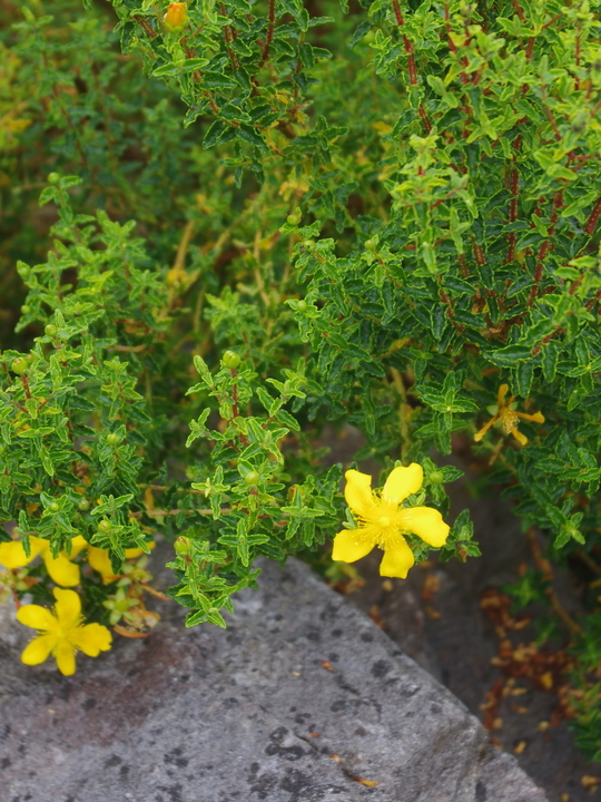 Hypericum balearicum