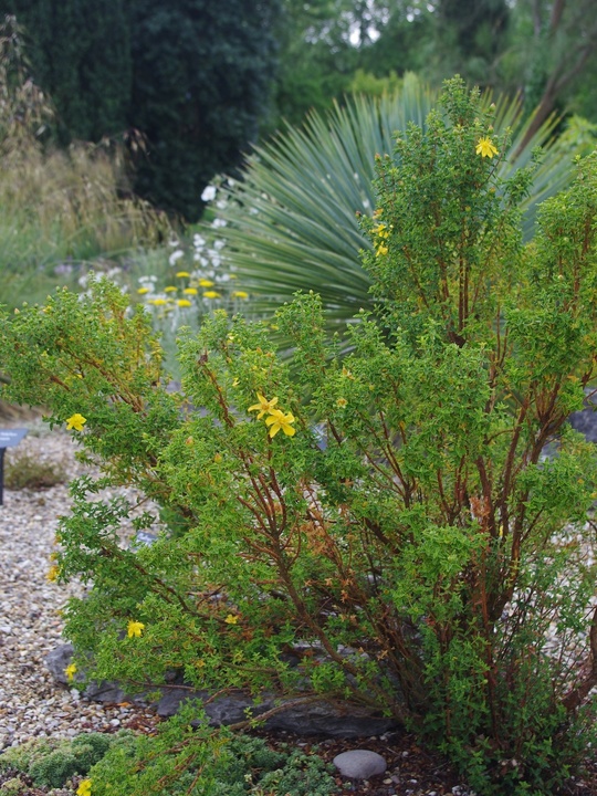 Hypericum balearicum