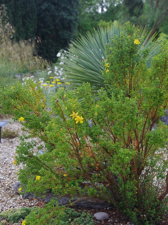 Hypericum balearicum