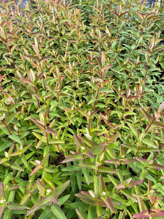 Hypericum &times; hidcoteense 'Hidcote'