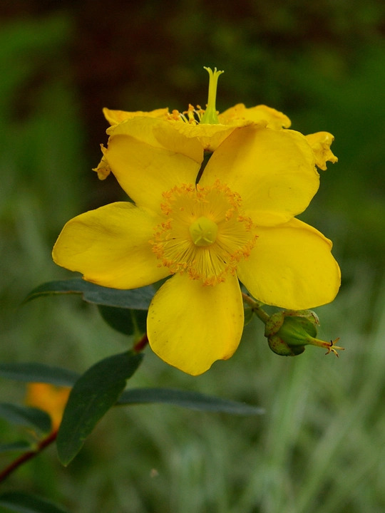 Hypericum &times; hidcoteense 'Hidcote'