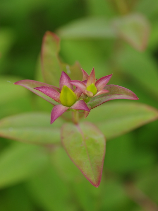 Hypericum lancasteri