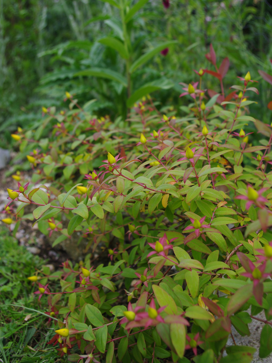 Hypericum lancasteri