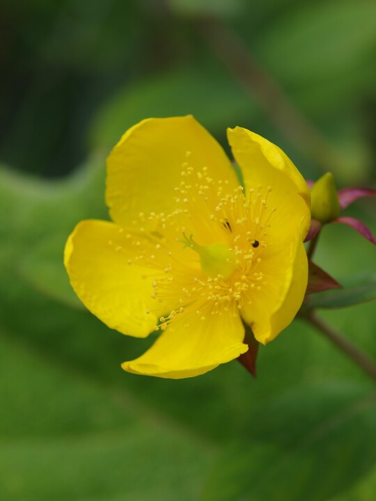Hypericum lancasteri