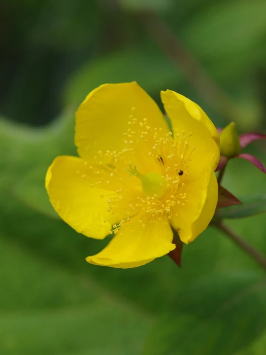 Hypericum lancasteri