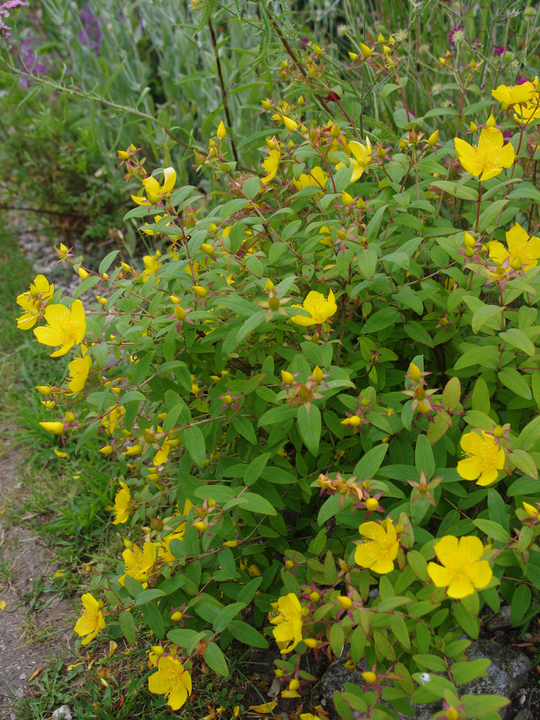 Hypericum lancasteri