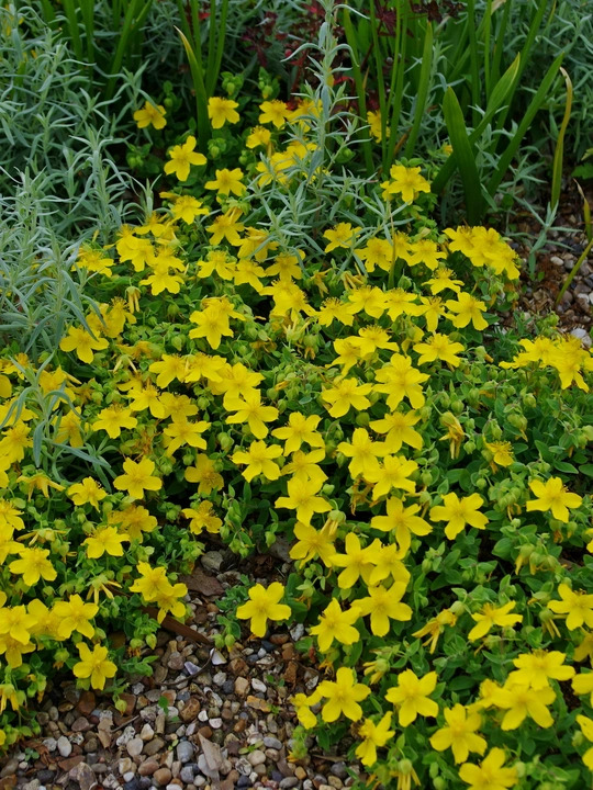 Hypericum olympicum