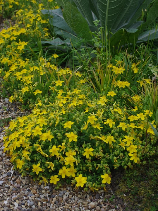Hypericum olympicum