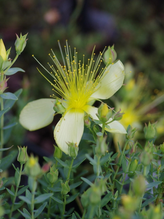 Hypericum olympicum f. uniflorum 'Citrinum'