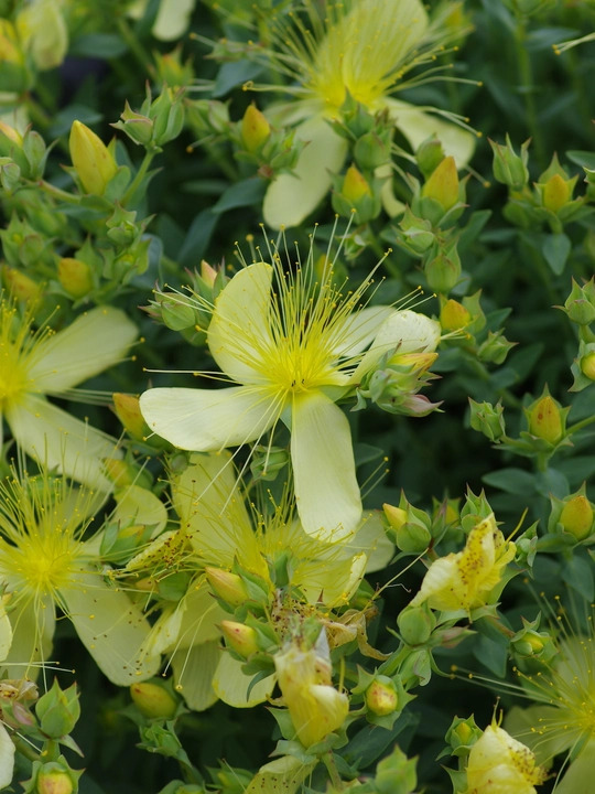 Hypericum olympicum f. uniflorum 'Citrinum'