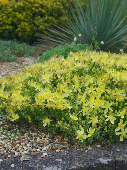 Hypericum olympicum f. uniflorum 'Citrinum'