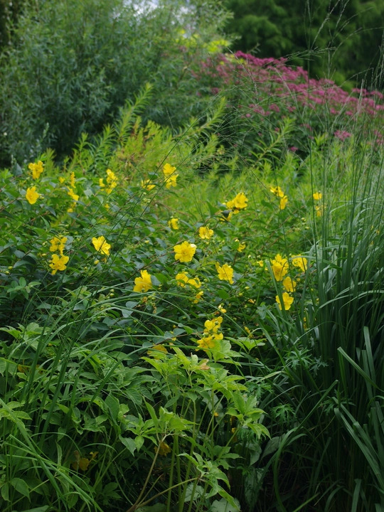 Hypericum &times; hidcoteense 'Hidcote'