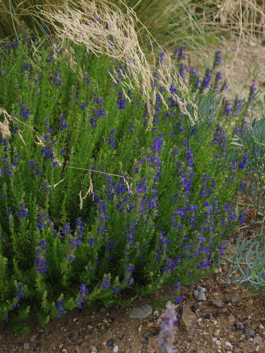 Hyssopus Officinalis subsp.Aristatus - Beth Chatto's Plants