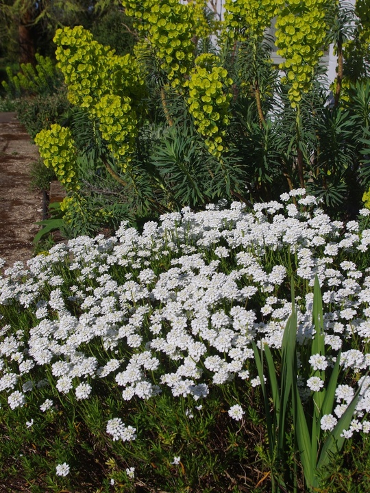 Iberis sempervirens 'Weisser Zwerg'